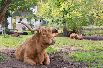 Image showing Red haired Scottish highlander cow.