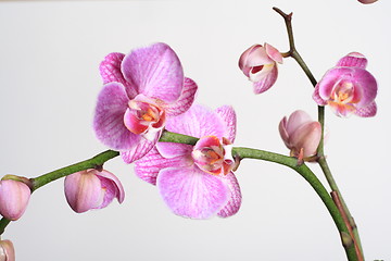 Image showing Moth Orchid (Phalaenopsis orchidaceae)