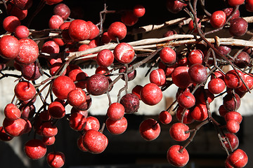 Image showing Close up of wild red berries