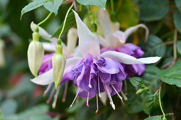 Image showing Ballerina Flowers in the Gardens by the Bay, Singapore