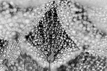 Image showing Plant seeds with water drops