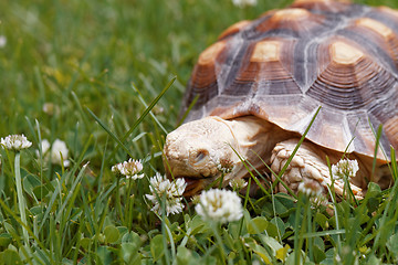 Image showing African Spurred Tortoise