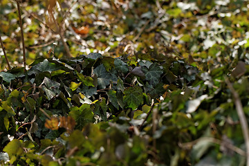 Image showing English ivy