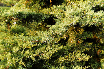 Image showing Fir tree