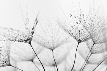 Image showing Plant seeds with water drops