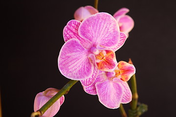 Image showing Moth Orchid (Phalaenopsis orchidaceae)