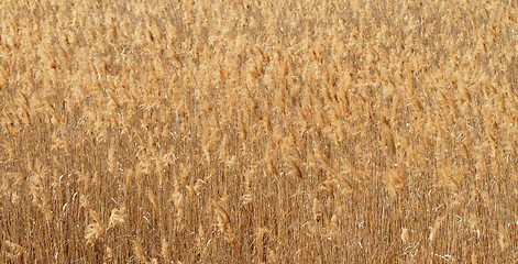 Image showing Wheat field