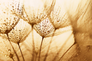 Image showing Plant seeds with water drops