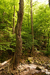 Image showing Forest at spring