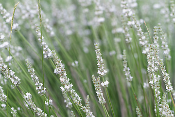 Image showing White lavender flowers