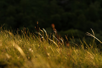 Image showing Green grass