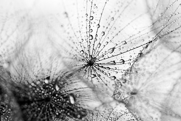 Image showing Plant seeds with water drops