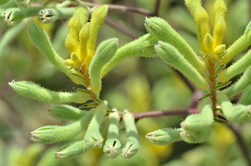 Image showing Kangaroo paw plants in the Flower Dome