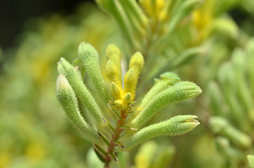 Image showing  Kangaroo paw plants in the Flower Dome 