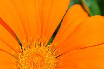 Image showing Beautiful orange gazania flowers 