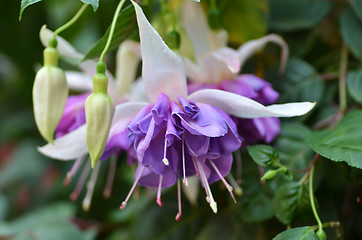 Image showing Ballerina Flowers in the Gardens by the Bay, Singapore