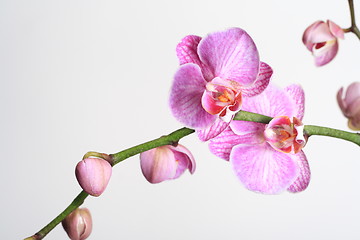 Image showing Moth Orchid (Phalaenopsis orchidaceae)