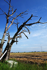 Image showing Dried tree in the paddy field