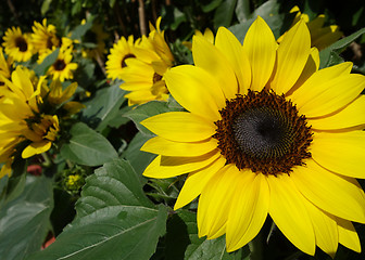 Image showing Sunflowers in the field