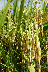 Image showing The ripe paddy field is ready for harvest