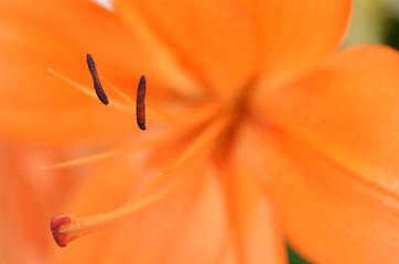 Image showing Beautiful lily growing in garden