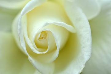 Image showing Close up on a white rose