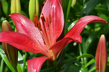 Image showing Beautiful lily growing in garden