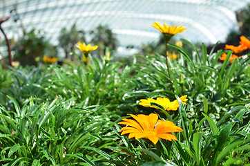 Image showing Beautiful orange gazania flowers