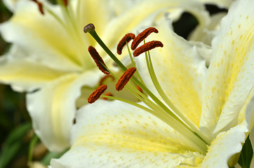 Image showing White fresh lilly flowers with green leaves  