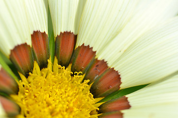 Image showing Beautiful yellow white gazania flowers