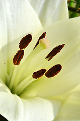 Image showing Beautiful lily growing in garden