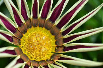 Image showing Beautiful yellow purple gazania flowers