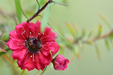 Image showing Manuka myrtle white-pink flower blooming