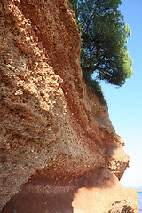 Image showing Tree with roots on the coast rock