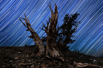 Image showing Light Painted Landscape of  Stars in Bristlecone Pines