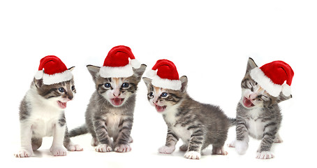 Image showing Singing Christmas Kittens Wearing Red Hat