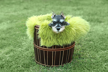 Image showing Miniature Schnauzer Puppy Outdoors