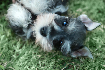 Image showing Miniature Schnauzer Puppy Outdoors