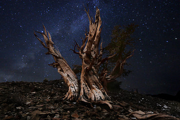 Image showing Light Painted Landscape of  Stars in Bristlecone Pines