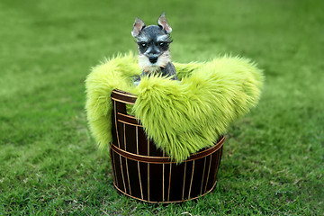 Image showing Miniature Schnauzer Puppy Outdoors