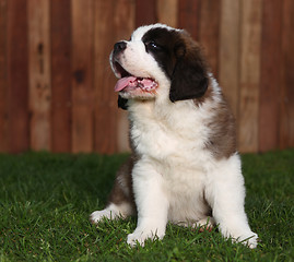 Image showing Adorable Saint Bernard Pups 