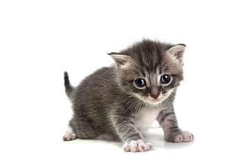 Image showing Grey Kitten on White Background Looking at Camera