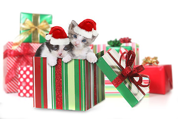 Image showing Box of Kittens as a Christmas Gift