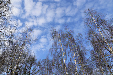 Image showing Tops of birches against a blue sky with white clouds