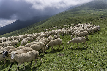Image showing a flock of sheep in mountain