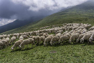 Image showing a flock of sheep