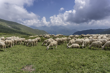 Image showing a herd of sheep