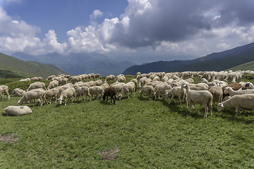 Image showing a flock of sheep