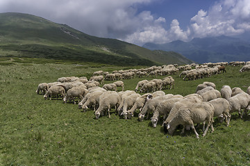 Image showing a flock of sheep in the mountain