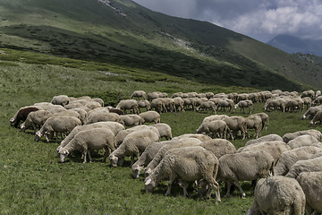 Image showing a herd of sheep in mountains